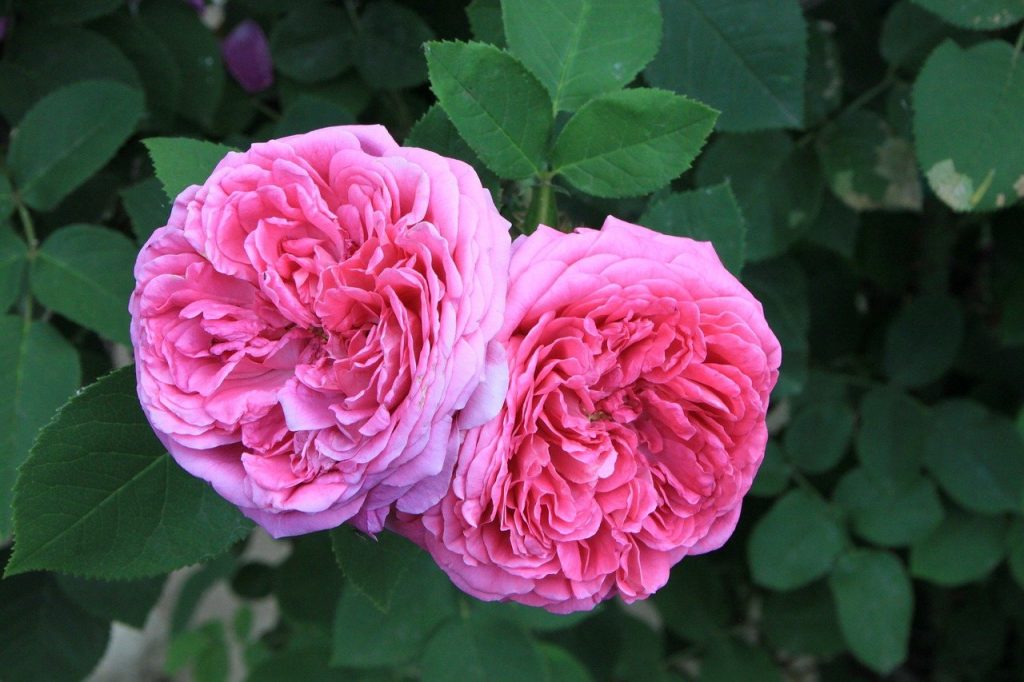 A damaszkuszi rózsa - Minden viárgok királya (vagy királynője)